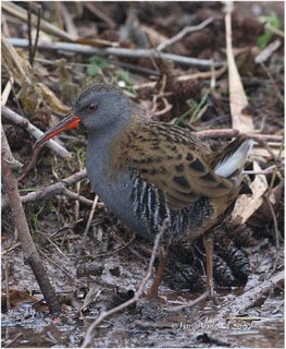 Water Rail